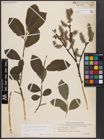 Foto von Salix cinerea L.